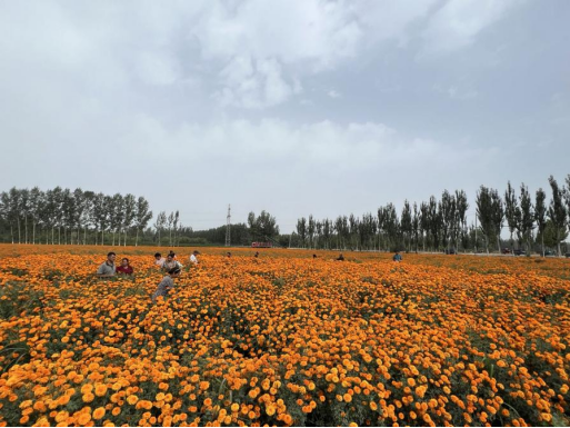 《人民日報》健康客戶端：關(guān)鍵小事調(diào)研⑩｜提葉黃素，提取飼料……萬壽菊全產(chǎn)業(yè)鏈引領南疆致富路