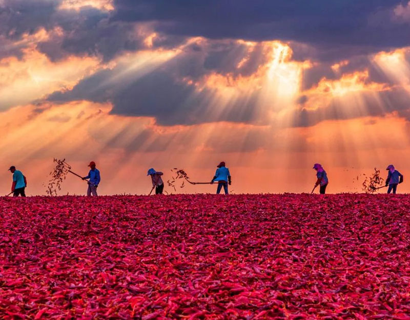 小步快跑！創(chuàng)新助推晨光生物領跑植物提取賽道
