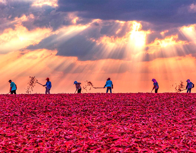 【中華工商時報】晨光生物“逆襲”：扎根縣域，謀劃植物提取產(chǎn)業(yè)“大文章”