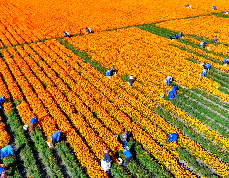 晨光生物贊比亞丨廣袤農(nóng)場 別樣風光